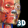 Anatomy Learning - 3D анатомический атлас (Мод, Unlocked)