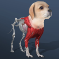 Idle Pet - Create cell by cell (Мод, Много денег)