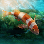 Aquarium Designer (Мод, Много денег)