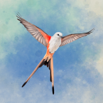 Wingspan (Крылья) (Мод, Unlocked)