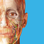 Human Anatomy Atlas 2021: Complete 3D Human Body (Мод, Unlocked)