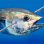 Spearfishing Simulator (Полная версия)
